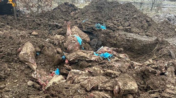 На Івано-Франківщині у сховищі військової частини зіпсувалося 8,5 тонн м’яса. Начальниці повідомили про підозру — ДБР