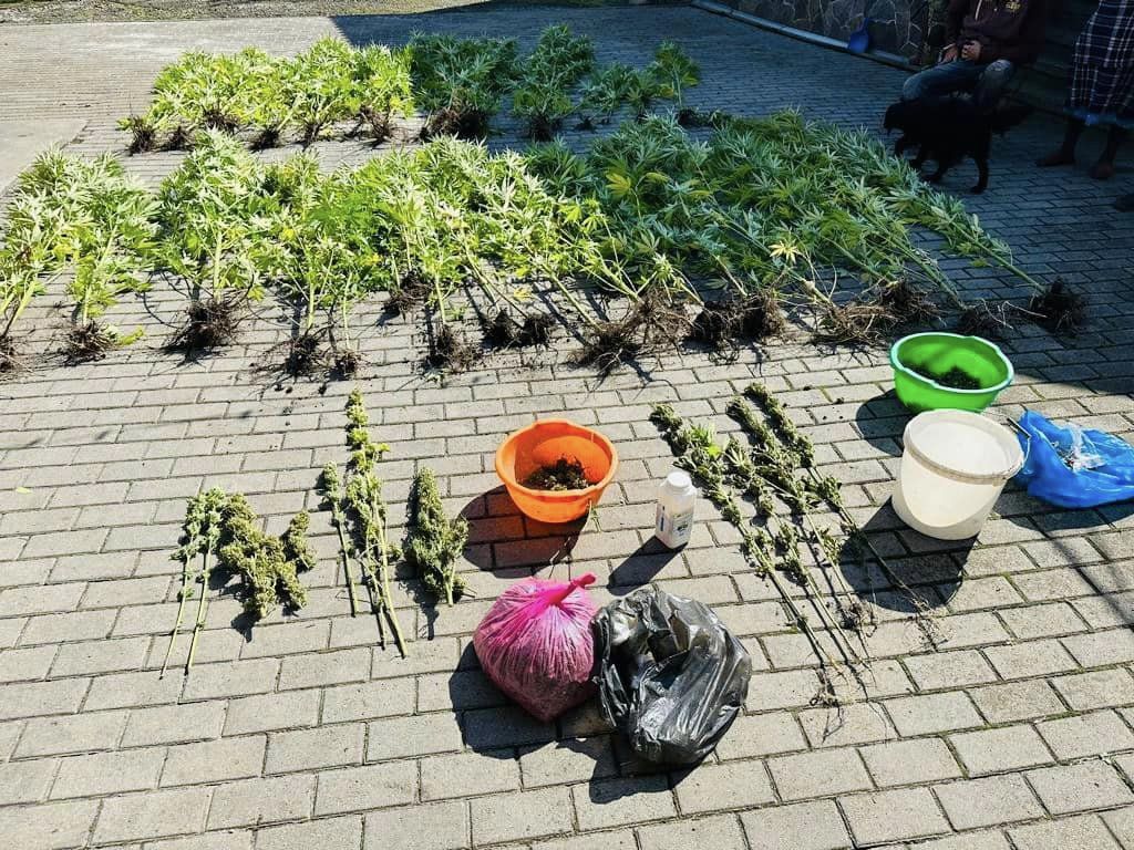 Прикарпатські правоохоронці виявили п’ять ділянок з коноплею (ФОТО)