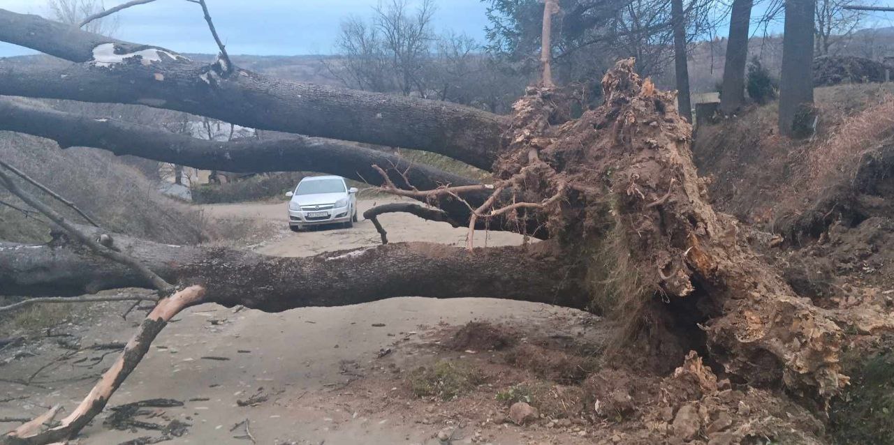 На Коломийщині з корінням вирвало дерево (ФОТО)