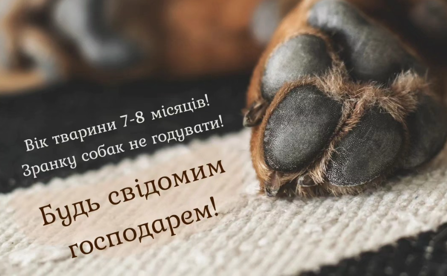 У Калуші сьогодні безкоштовно стерилізуватимуть собак