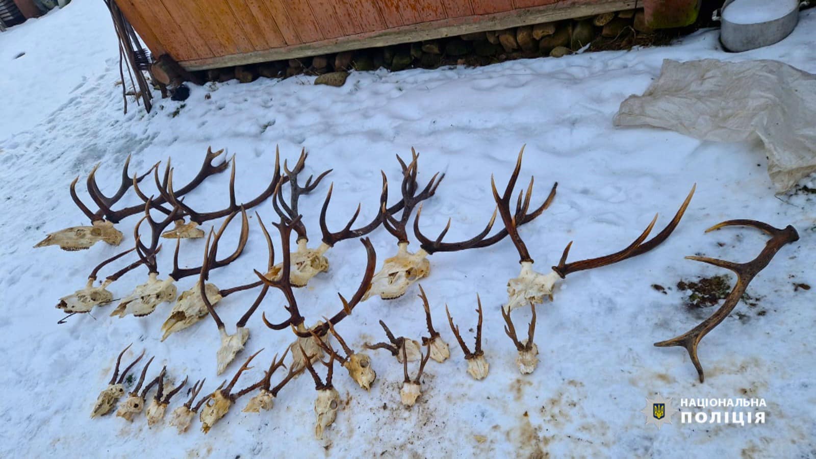 У заповідному господарстві «Чорний ліс» розслідують незаконне полювання: збитки оцінюються у півмільйона гривень