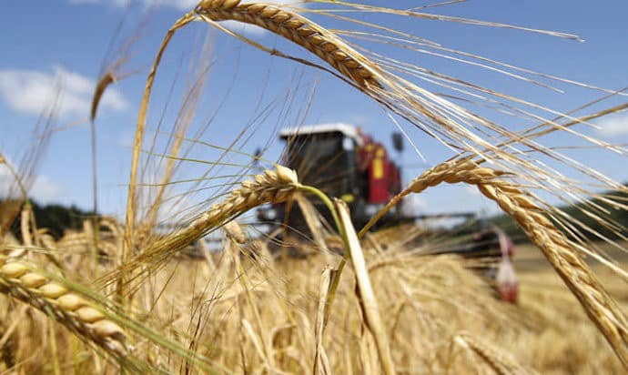 Місцеві аграрії Калущини завершили збирання зернових культур