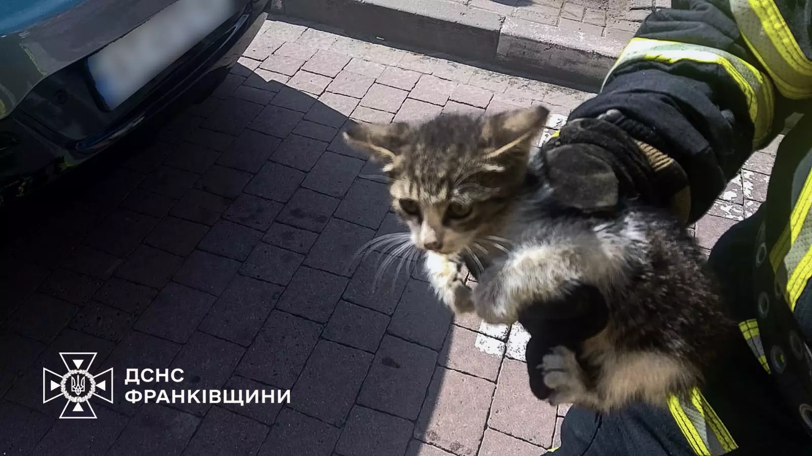Рятувальники Франківщини врятували кошеня, яке застрягло в автомобілі