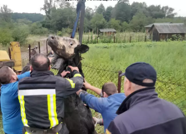 У Богородчанах рятувальники витягнули корову з ями