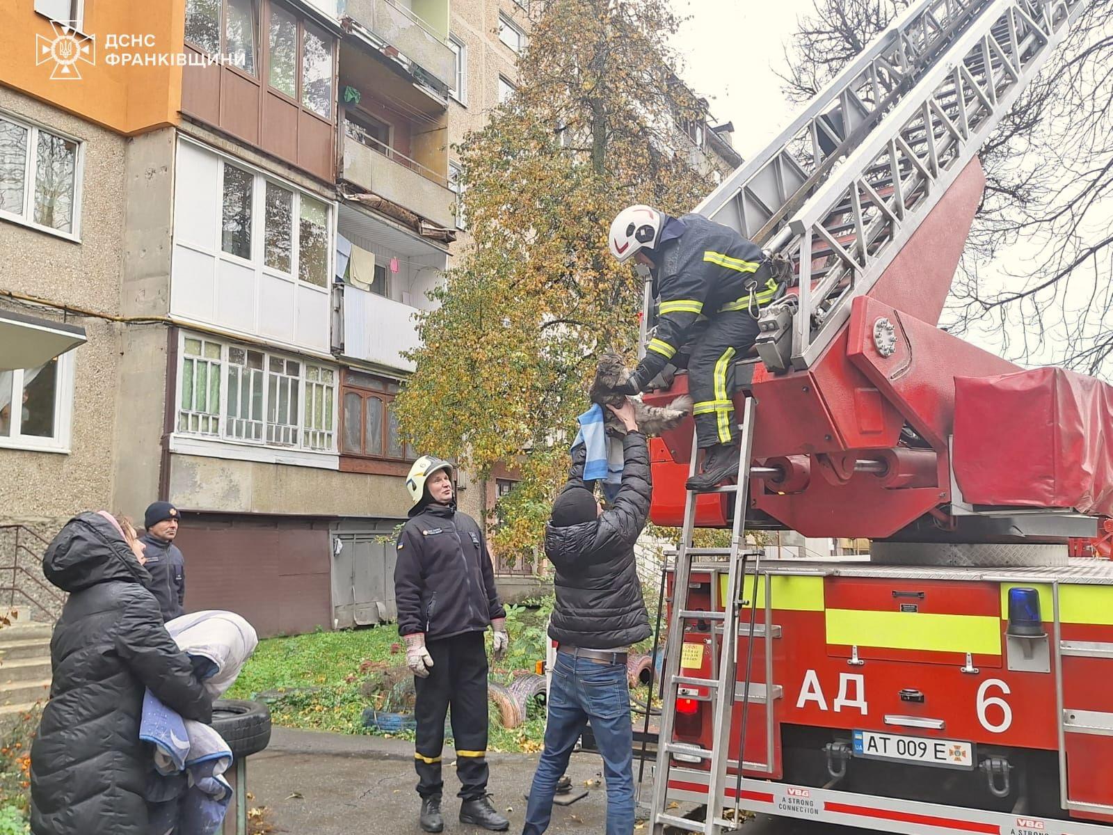 У Калуші рятувальники врятували кошеня, що застрягло на дереві