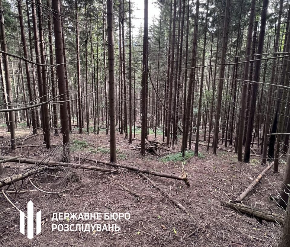 Вирубки на майже 300 млн грн – на Івано-Франківщині ДБР викрило посадовців лісгоспу