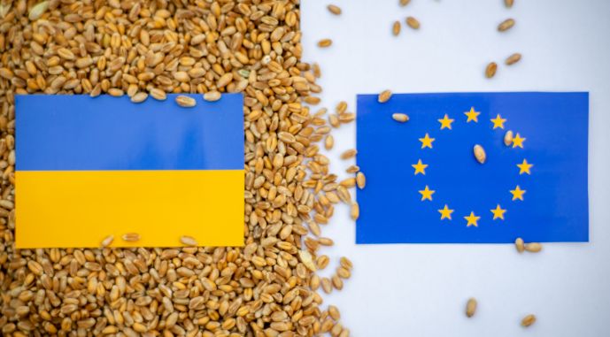 Пшеничні втрати: квоти ЄС можуть коштувати Україні $800 мільйонів