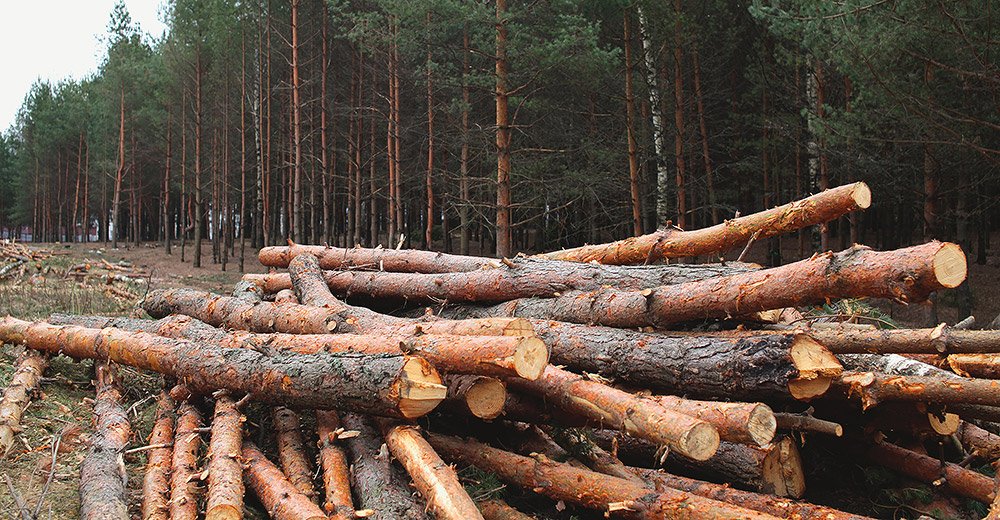 ДБР розслідує корупцію у лісовій галузі: масові справи й мільярдні збитки