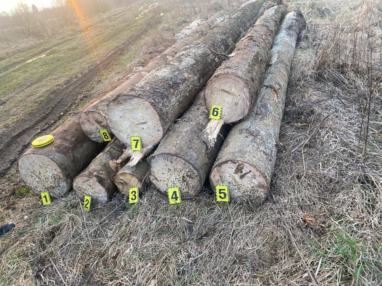 Лісова мафія на Прикарпатті: чиновники та силовики покривають незаконні рубки